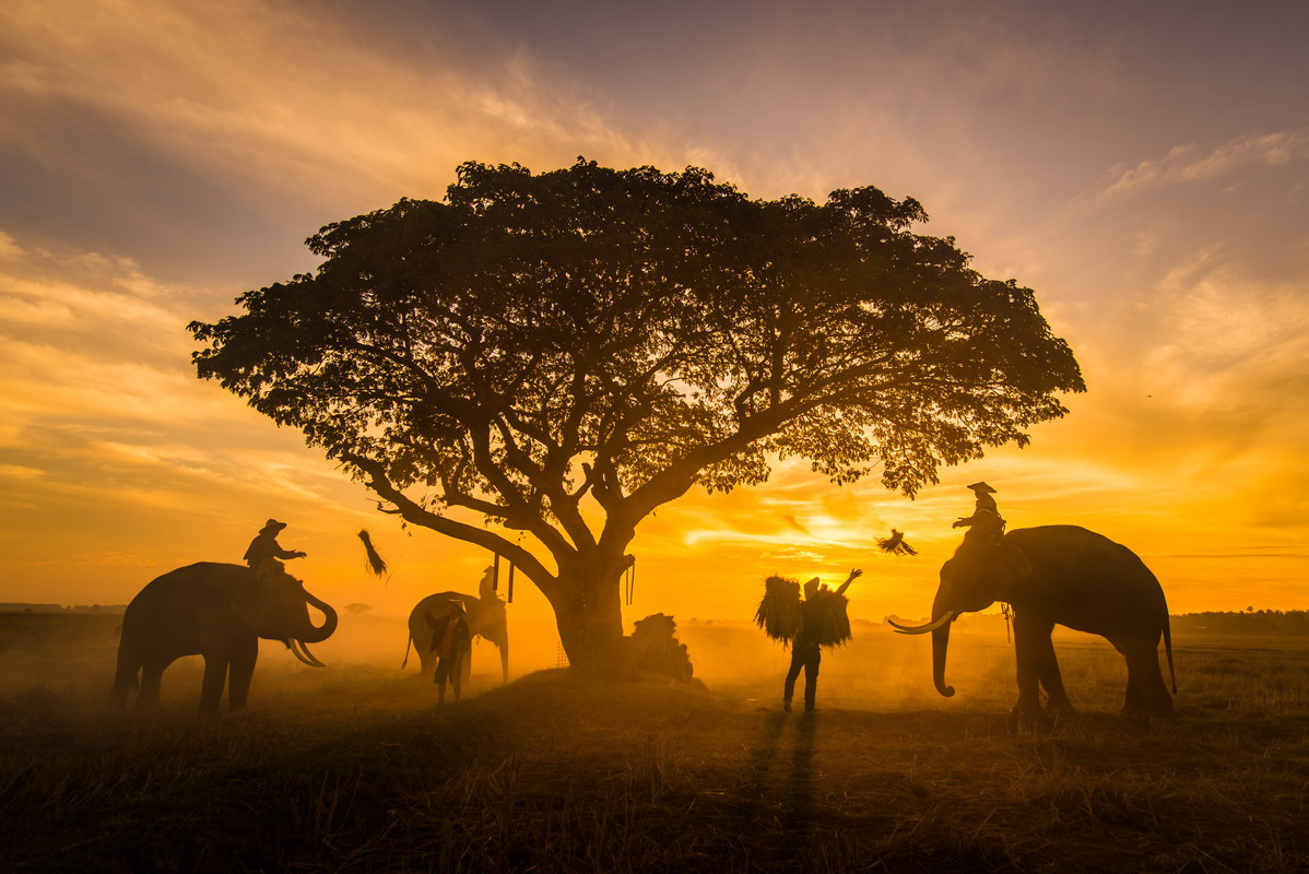 Safari per famiglie in Africa: consigli pratici