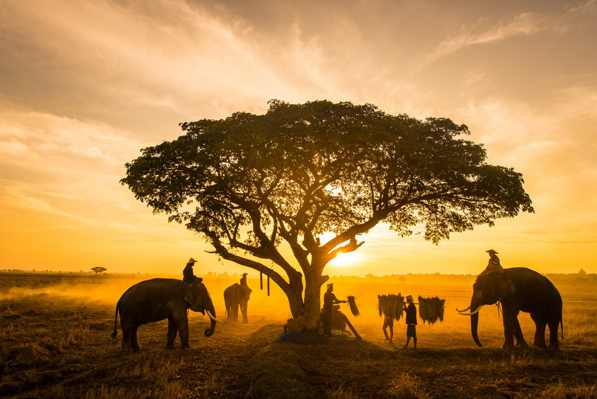 Safari in Africa, quale scegliere