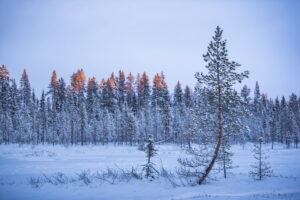 Attività invernali imperdibili in Lapponia