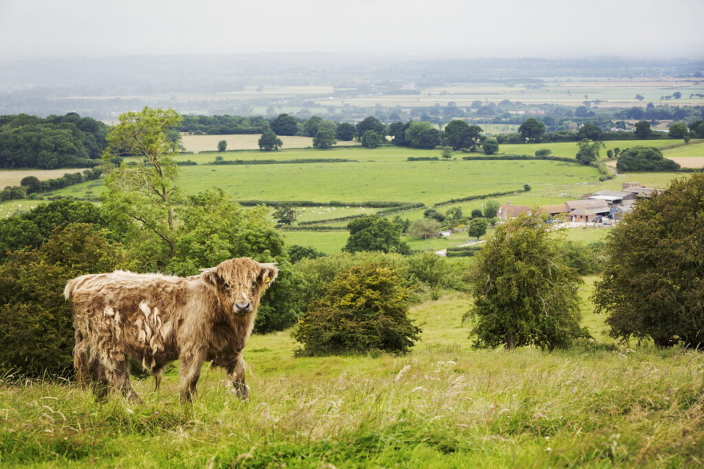 Alla scoperta della fauna e flora della campagna inglese